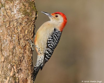 Red-bellied Woodpecker