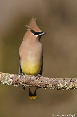 Cedar Waxwing