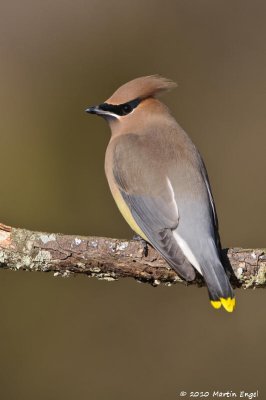 Cedar Waxwing