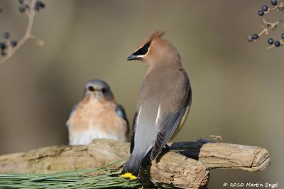 Cedar Waxwing