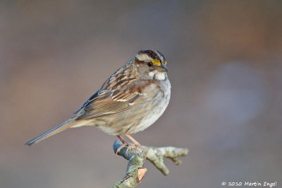 White Throated Sparrow