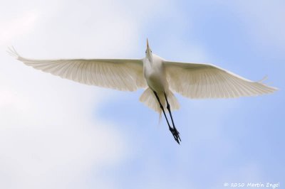 Great Egret