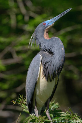 Tricolored Heron