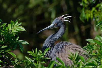 Tricolored Heron