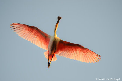 Roseate Spoonbill