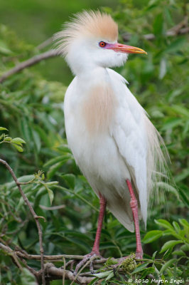 Cattel Egret