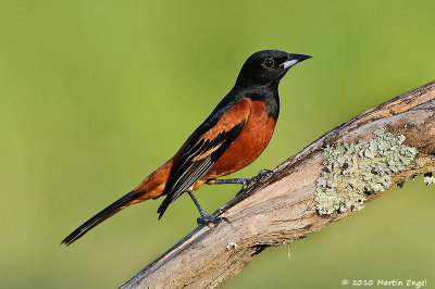 Orchard Oriole