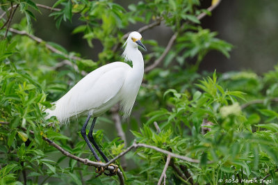 Snowy Egret