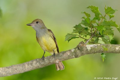 Brown-crested Flycatcher