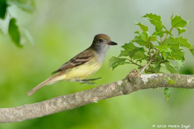 Brown-crested Flycatcher