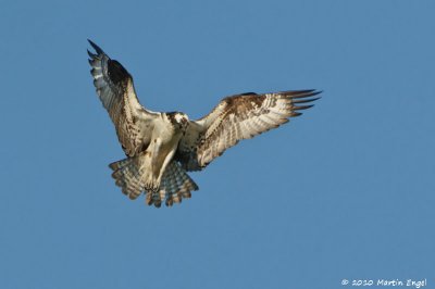 Osprey