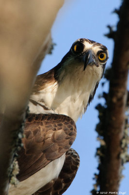 Osprey