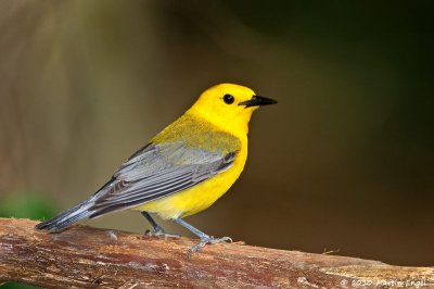 Prothonotary Warbler