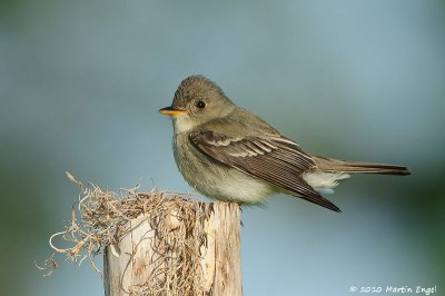 Wood-Pewee