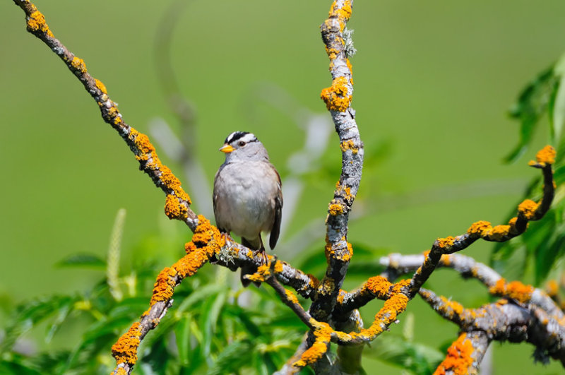 White-crowned Sparrow