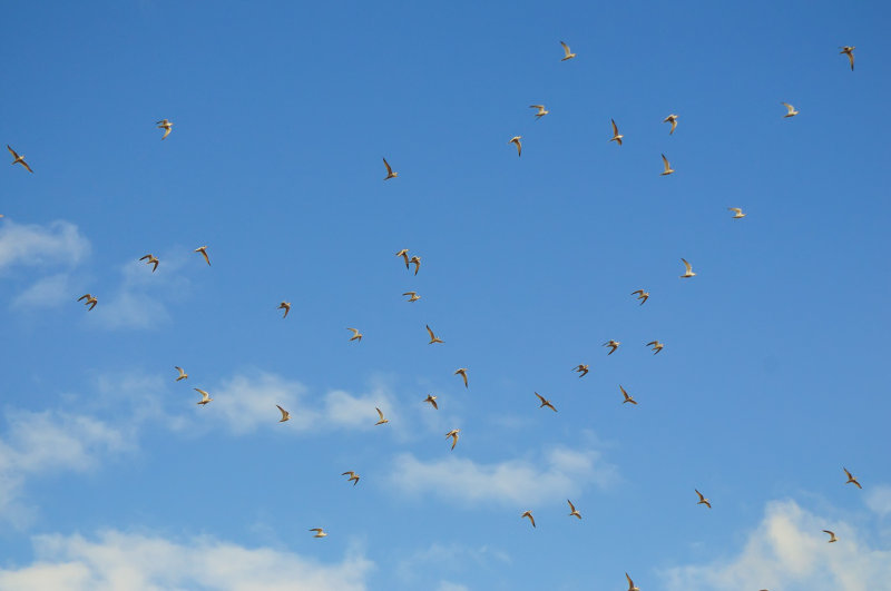 Least Terns