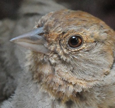 California Towhee