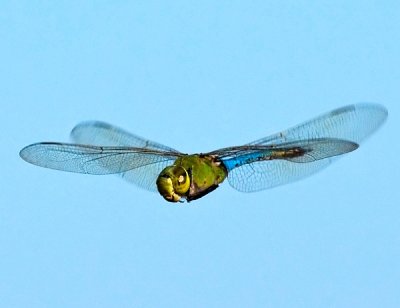 Dragonfly - Green Darner