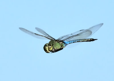 Dragonfly - Green Darner