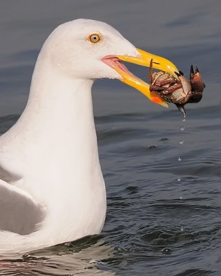 Gull catches crab!