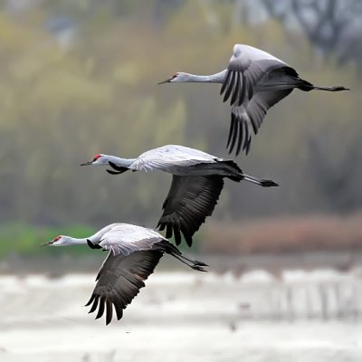 Sandhill Cranes