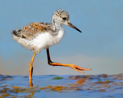 American Avocet Chick