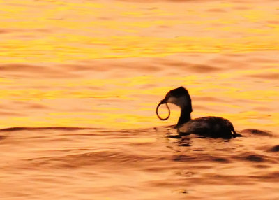 Horned Grebe with Catch...