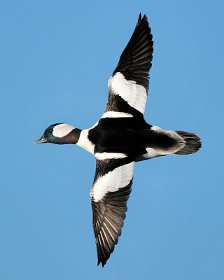 Bufflehead - male