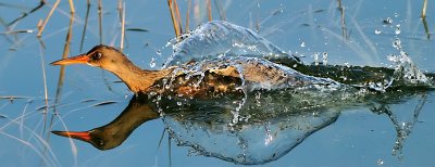 Clapper Rail Splash