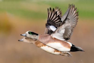 American Wigeon