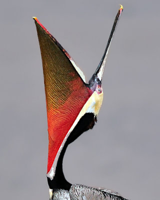 Brown Pelican