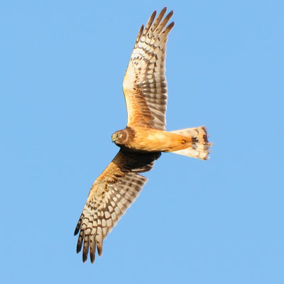 Northern Harrier