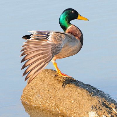 Mallard