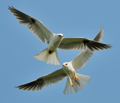 White-tailed Kites