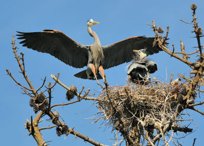 Great Blue Herons