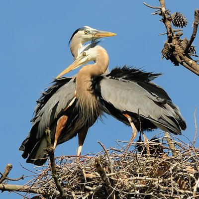 Great Blue Herons