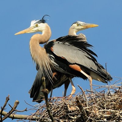 Great Blue Heron Nest Album