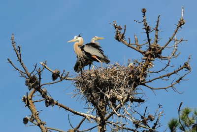 Great Blue Herons