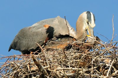 Great Blue Heron and Chick