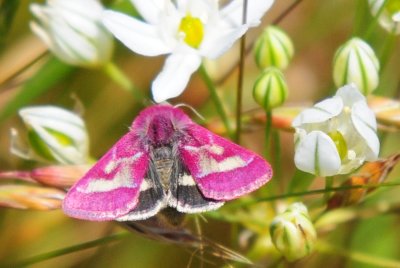 Common Flower Moth?