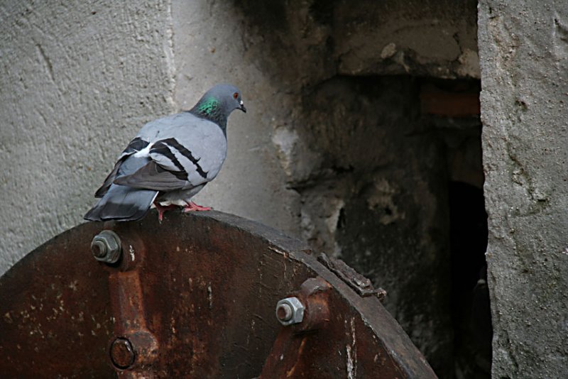 pigeon-sous-lere-industrielle.
