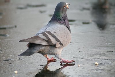 l-equilibre-du-pigeon