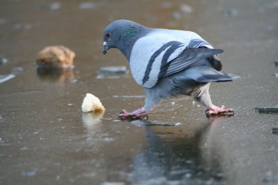pigeon-sur-glace