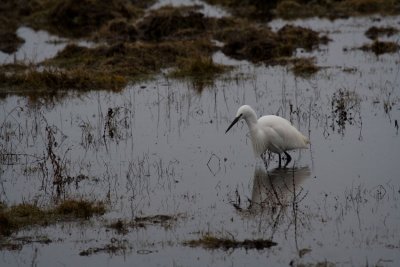 aigrette-garzette