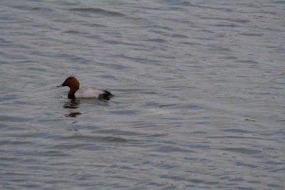 canard-milouin