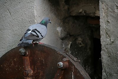 pigeon-sous-l'ere-industrielle.