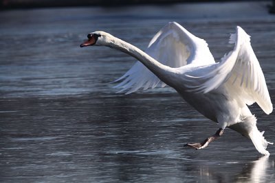 cygne