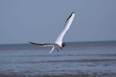 mouette-rieuse