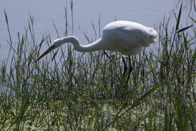 grande-aigrette