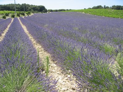 Provence 2009 004.jpg